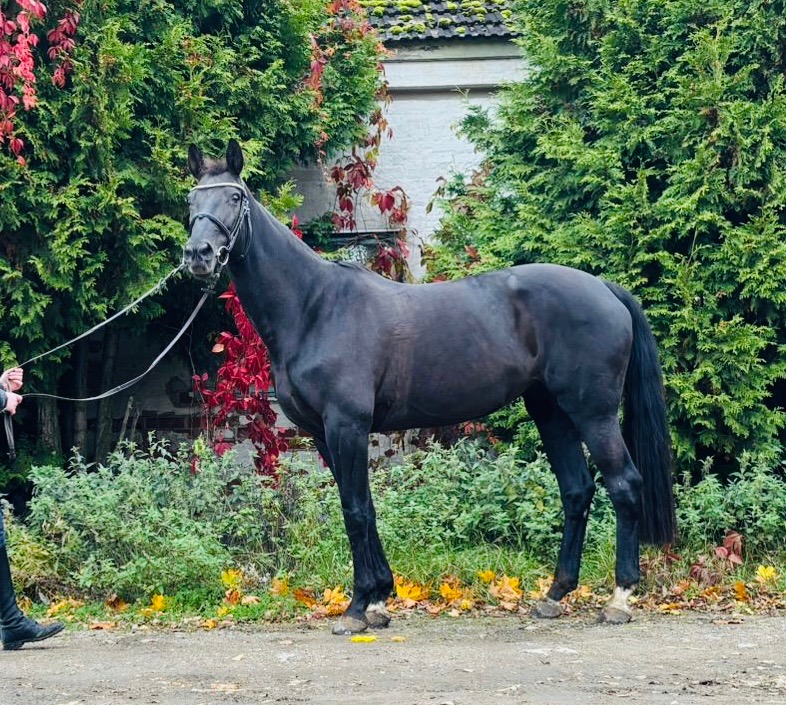 FELICIA CONSTANZA ST, 2011